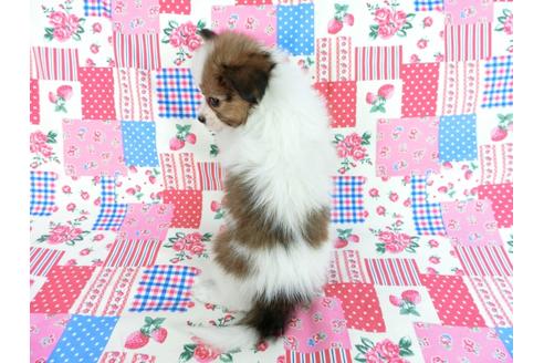 成約済の千葉県のパピヨン-60048の5枚目