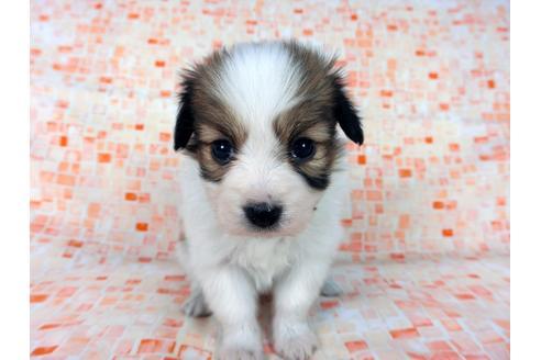 成約済の千葉県のパピヨン-60048の4枚目