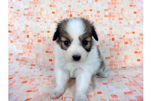 成約済の千葉県のパピヨン-60048の3枚目