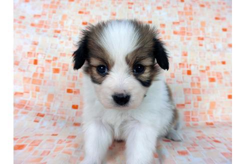 成約済の千葉県のパピヨン-60048の2枚目