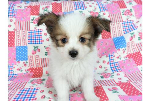 成約済の千葉県のパピヨン-60047の12枚目