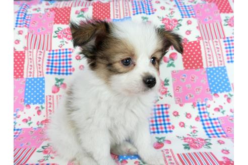 成約済の千葉県のパピヨン-60047の11枚目