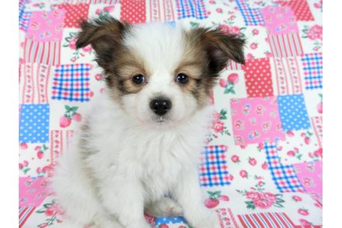 成約済の千葉県のパピヨン-60047の10枚目