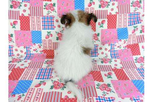 成約済の千葉県のパピヨン-60047の9枚目