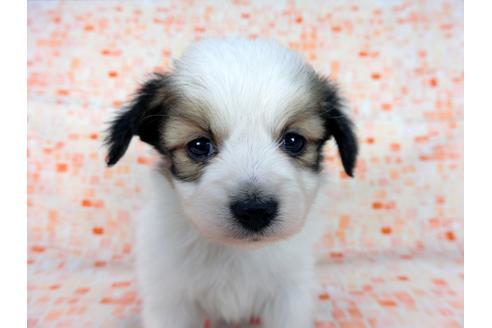 成約済の千葉県のパピヨン-60047の8枚目