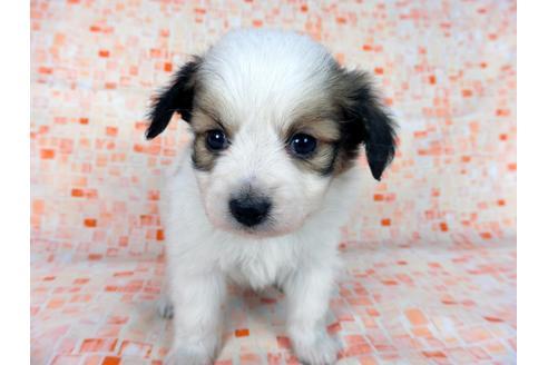 成約済の千葉県のパピヨン-60047の7枚目