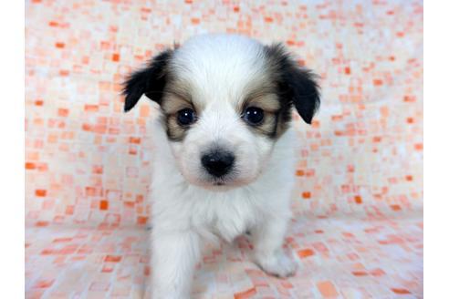 成約済の千葉県のパピヨン-60047の6枚目