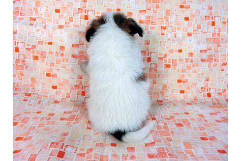 成約済の千葉県のパピヨン-60047の5枚目