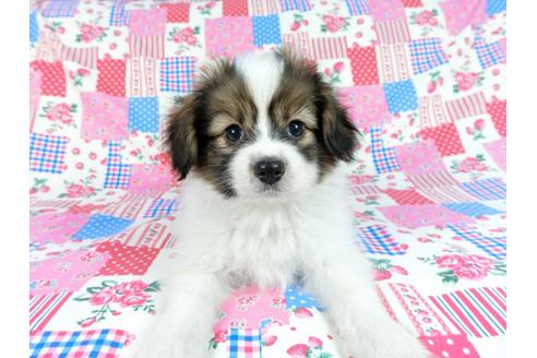 成約済の千葉県のパピヨン-60046の6枚目