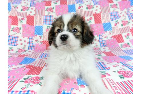 成約済の千葉県のパピヨン-60046の5枚目