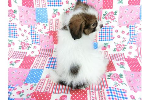 成約済の千葉県のパピヨン-60046の4枚目