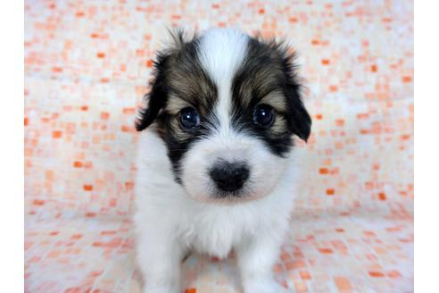 成約済の千葉県のパピヨン-60046の3枚目