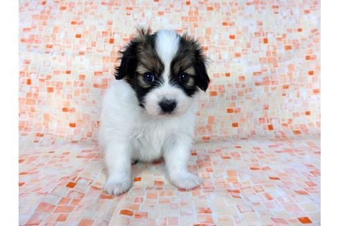 成約済の千葉県のパピヨン-60046の2枚目