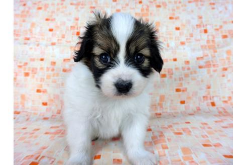 成約済の千葉県のパピヨン-60046の1枚目