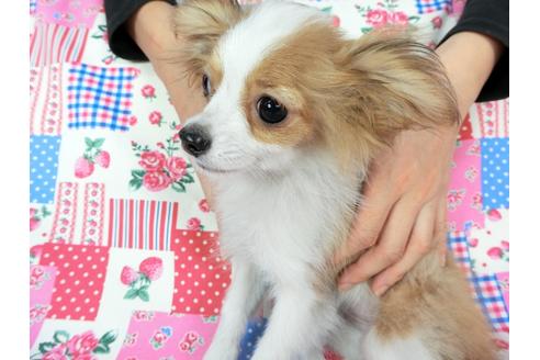 成約済の千葉県のパピヨン-56287の14枚目