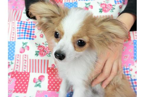 成約済の千葉県のパピヨン-56287の13枚目