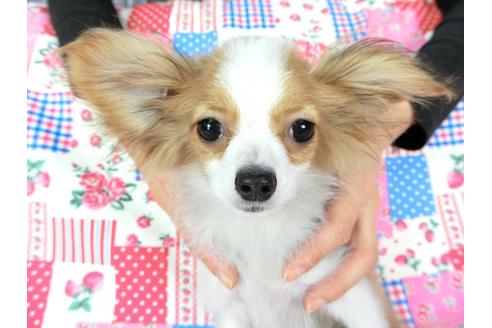 成約済の千葉県のパピヨン-56287の12枚目