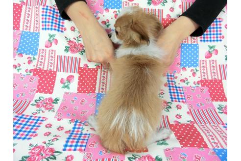 成約済の千葉県のパピヨン-56287の11枚目