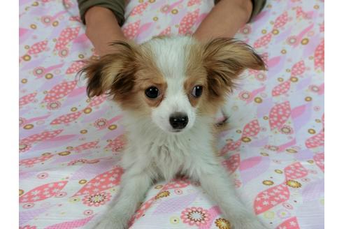 成約済の千葉県のパピヨン-56287の10枚目