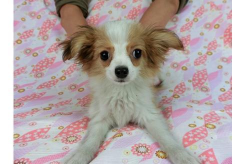 成約済の千葉県のパピヨン-56287の9枚目