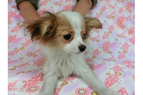 成約済の千葉県のパピヨン-56287の8枚目