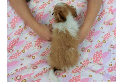 成約済の千葉県のパピヨン-56287の7枚目