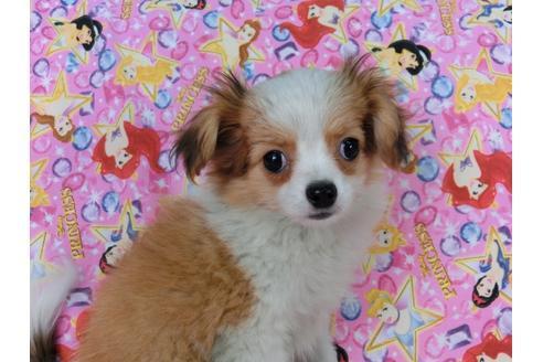 成約済の千葉県のパピヨン-56287の6枚目