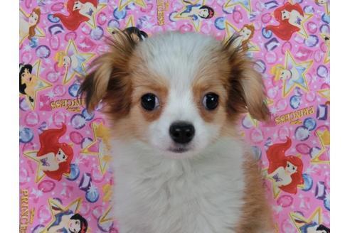 成約済の千葉県のパピヨン-56287の5枚目