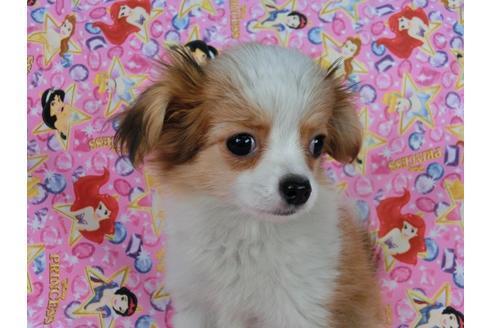 成約済の千葉県のパピヨン-56287の4枚目