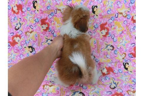 成約済の千葉県のパピヨン-56287の3枚目