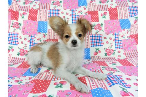 成約済の千葉県のパピヨン-57249の20枚目