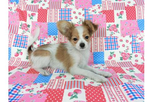 成約済の千葉県のパピヨン-57249の19枚目