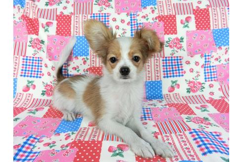 成約済の千葉県のパピヨン-57249の18枚目