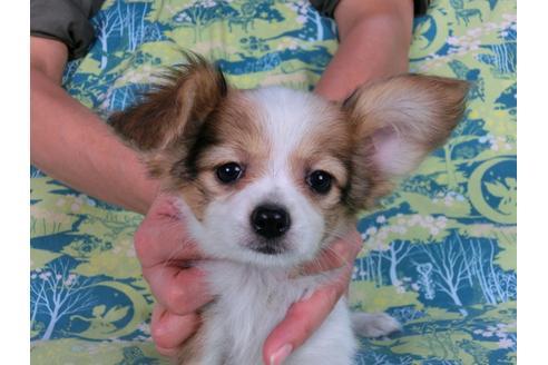 成約済の千葉県のパピヨン-57249の17枚目