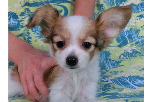 成約済の千葉県のパピヨン-57249の16枚目