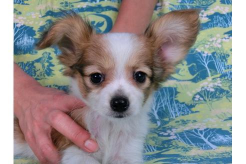 成約済の千葉県のパピヨン-57249の15枚目