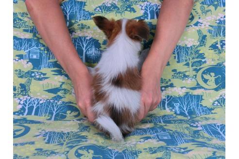 成約済の千葉県のパピヨン-57249の14枚目