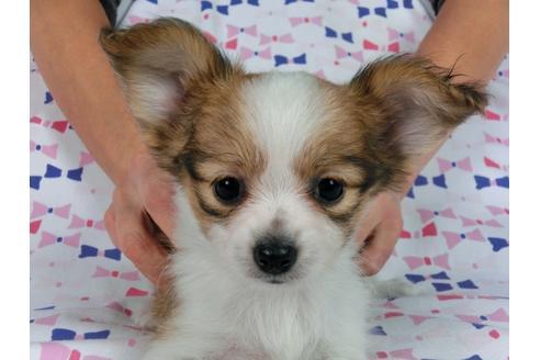 成約済の千葉県のパピヨン-57249の13枚目