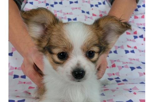 成約済の千葉県のパピヨン-57249の12枚目