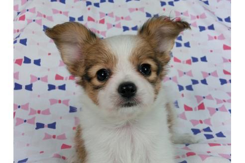 成約済の千葉県のパピヨン-57249の11枚目