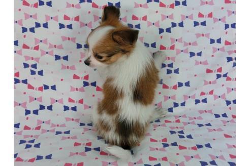 成約済の千葉県のパピヨン-57249の10枚目