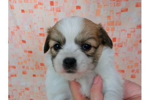 成約済の千葉県のパピヨン-57249の9枚目