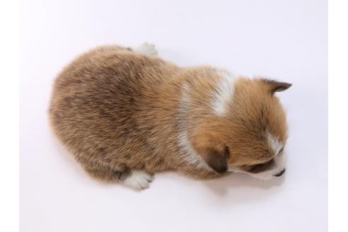 成約済の栃木県のウェルシュコーギーペンブローク-61588の2枚目