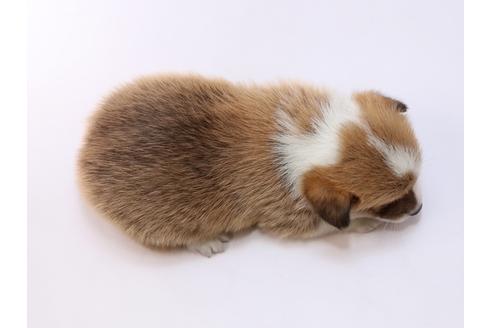 成約済の栃木県のウェルシュコーギーペンブローク-61589の2枚目