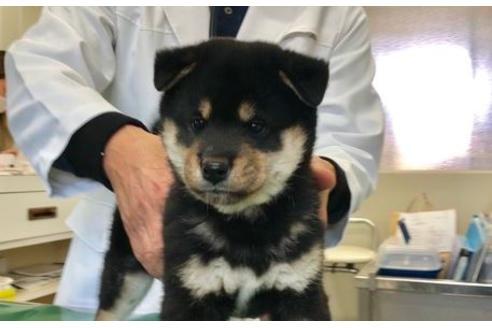 成約済の山梨県の柴犬-61593の8枚目