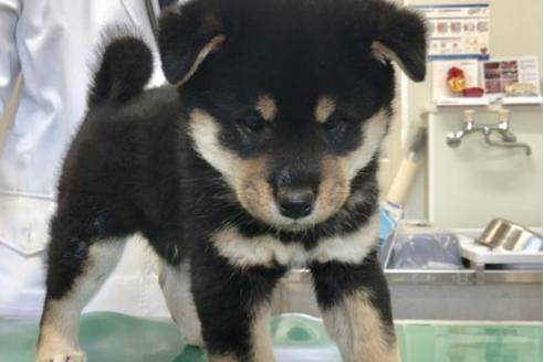 成約済の山梨県の柴犬-61593の7枚目
