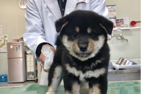 成約済の山梨県の柴犬-61593の6枚目