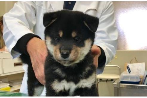 成約済の山梨県の柴犬-61593の5枚目