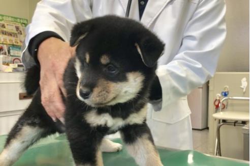 成約済の山梨県の柴犬-61593の4枚目