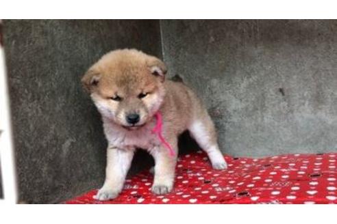 成約済の山梨県の豆柴-61594の4枚目